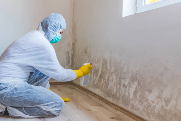 Licensed Mold Remediation service in Alamance, NC - WQB Mold Removal